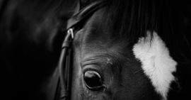 11/05/23 – RESULT 3rd 8/1 – Percy’s Lad – Daniel & Claire Kubler Chester